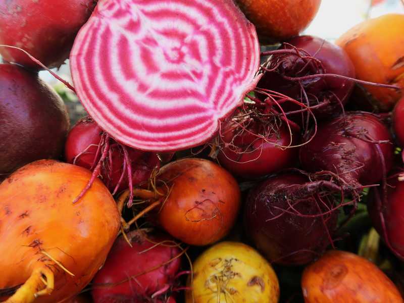 10 Great Gardening Products